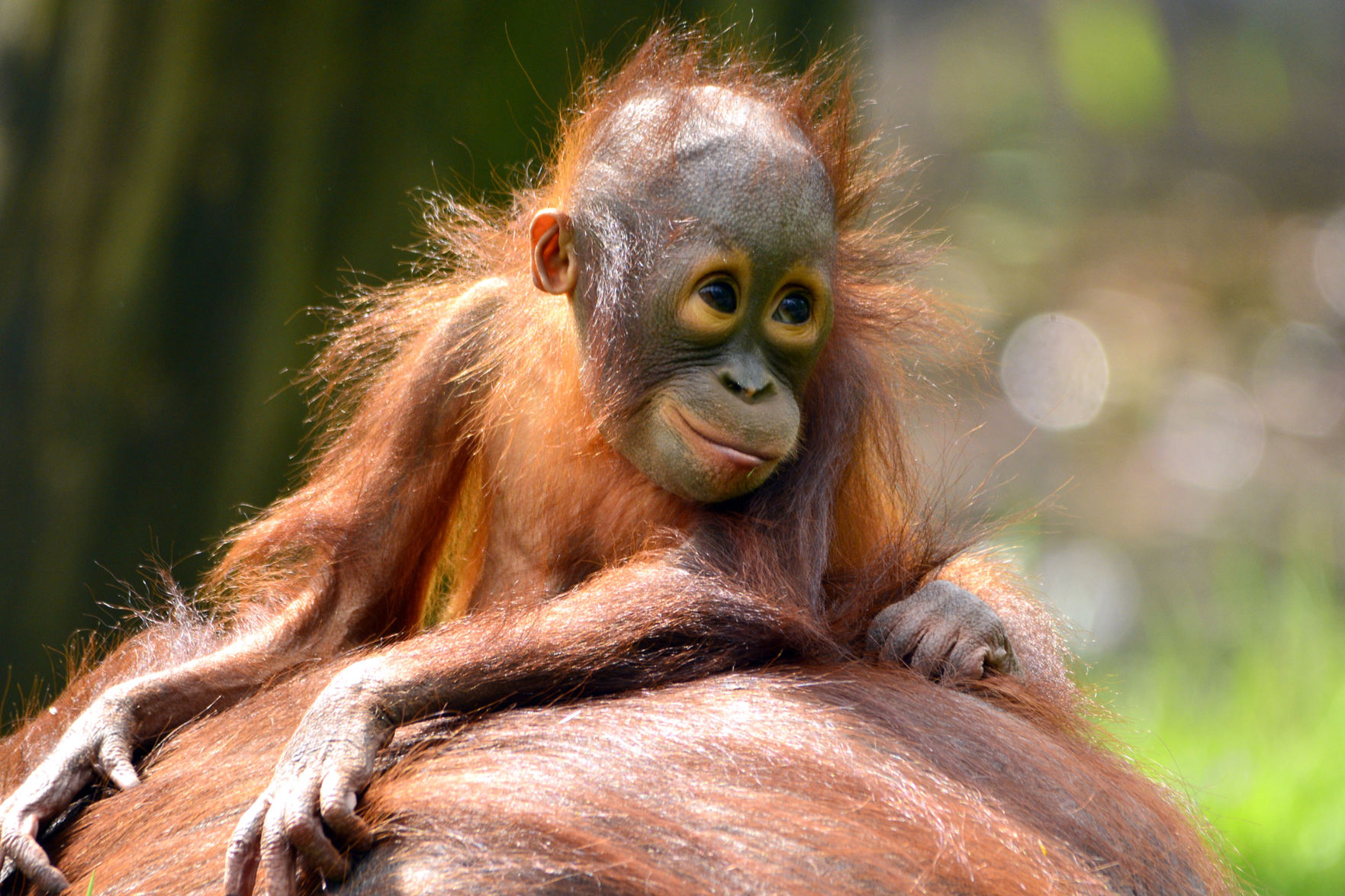 Orangutan